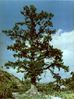 Metasequoia glybstroboides