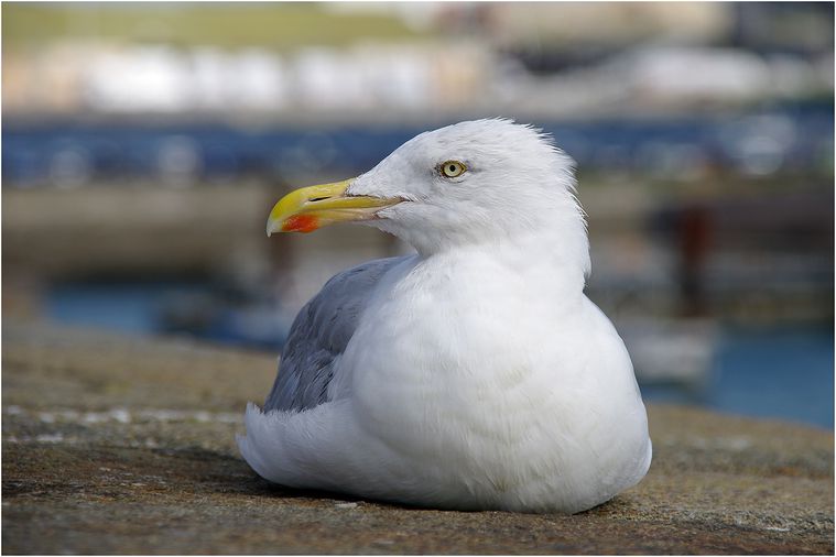 saint-malo-25