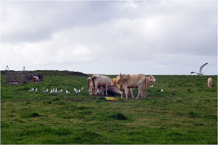 ouessant-interieur03