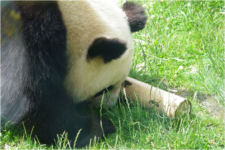 panda-beauval-005