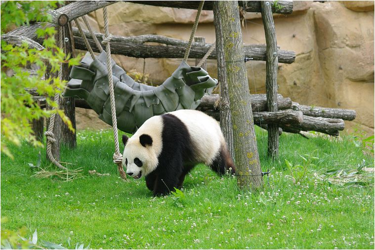 panda-beauval-007