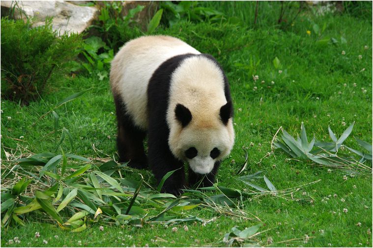 panda-beauval-009