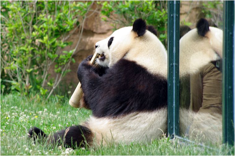 panda-beauval-018