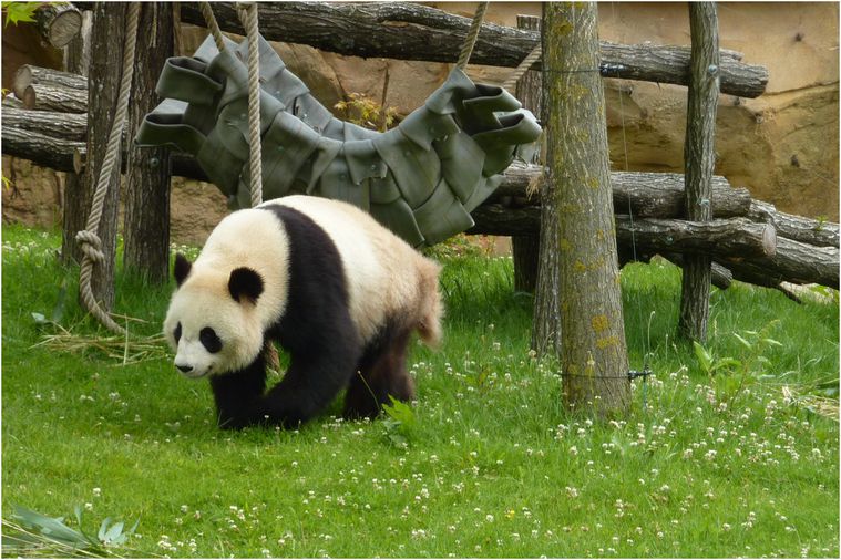 panda-beauval-027