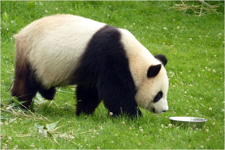 panda-beauval-028