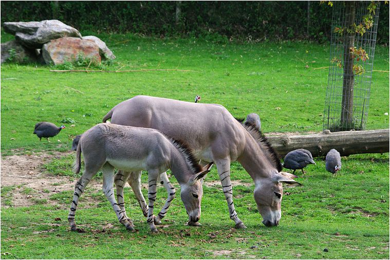 beauval-162