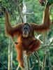 jocko orang outan primate4