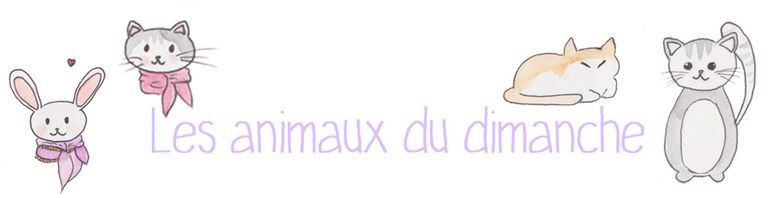 Banniere Page chatssport
