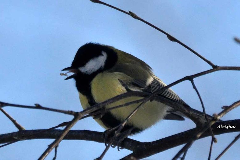mésange avec becquée ORNITHO 2816 ob
