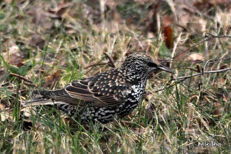 ORNITHO 3431 ob