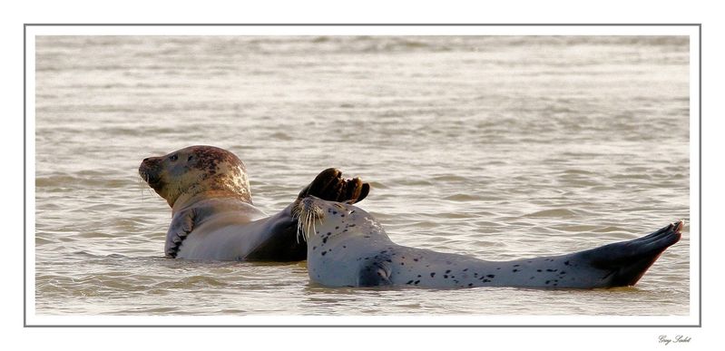 SEALS BERCK 9