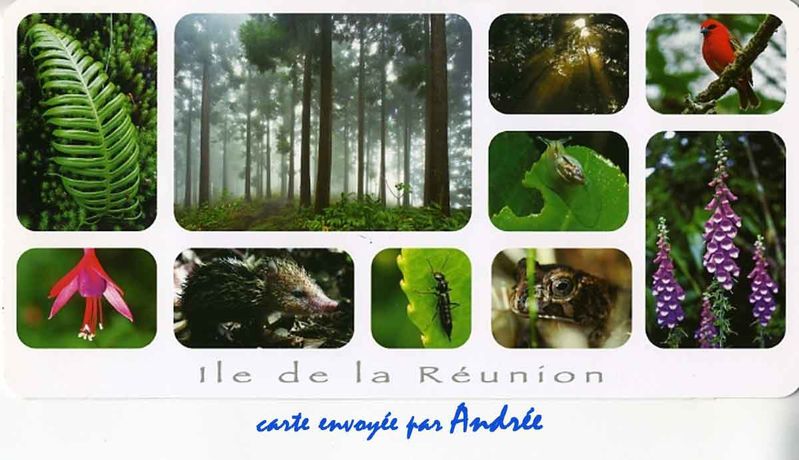 foret-reunion-andree.jpg