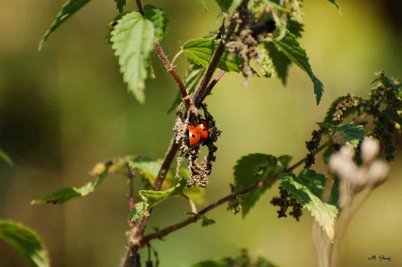 couple-coccinelles-5715.jpg