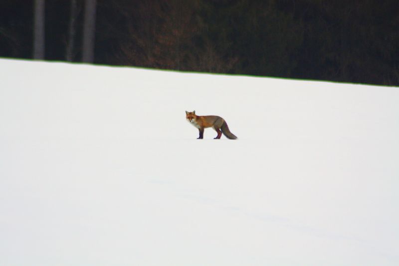 animaux-divers 6480