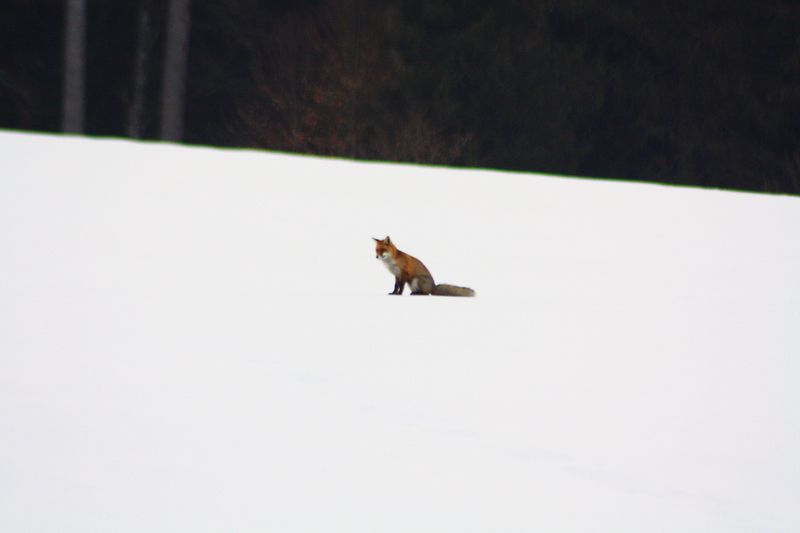 animaux-divers 6481