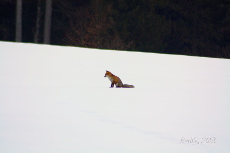animaux-divers 6482