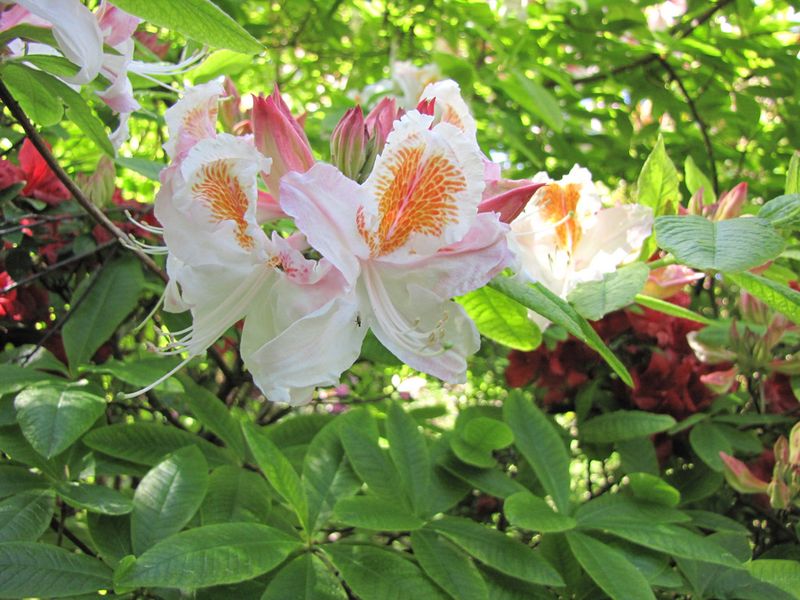 Parc-Floral-de-Vincennes--Paris-4993.JPG