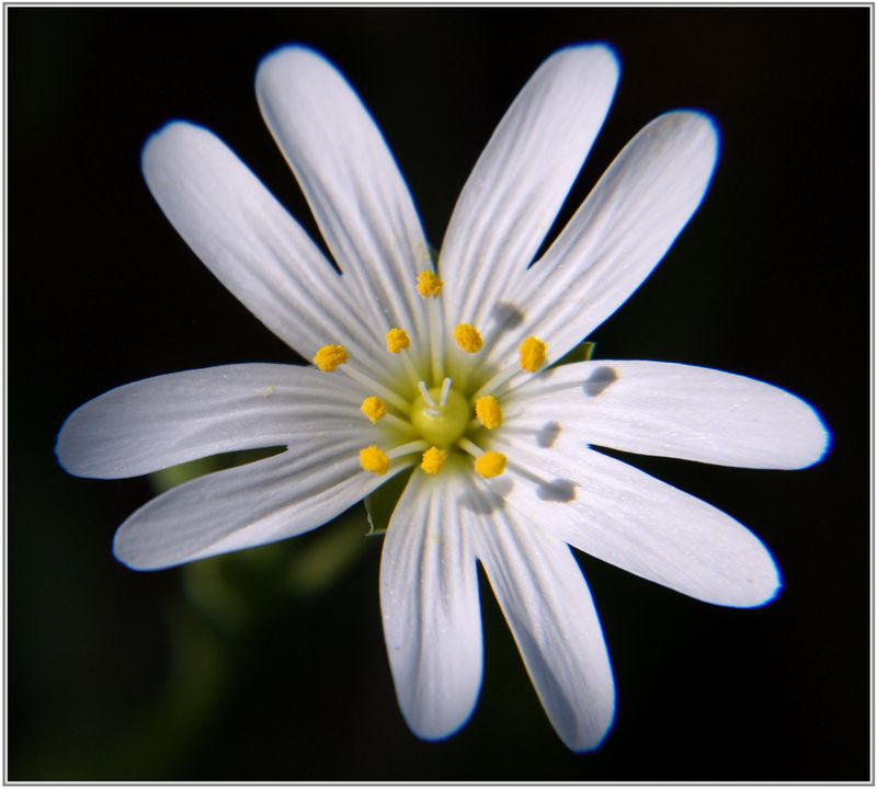 Stellaire-Holostee-011.JPG