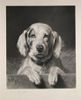 Rosa-Bonheur-chien2