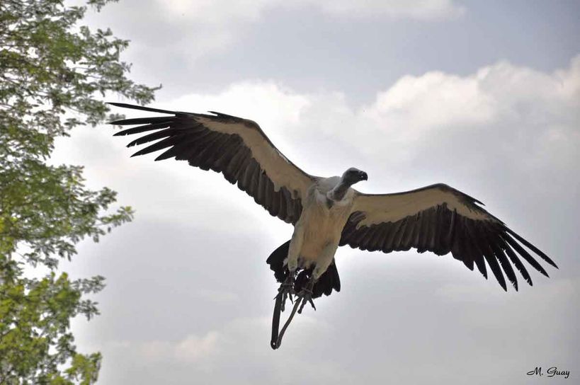 vautour-fauve-0004.jpg
