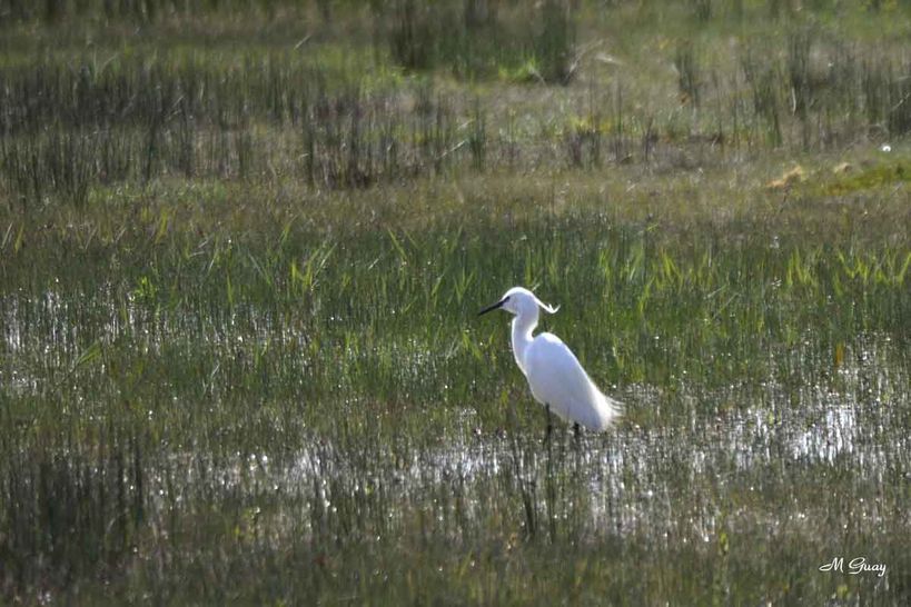 aigrette-garzette-9152.jpg