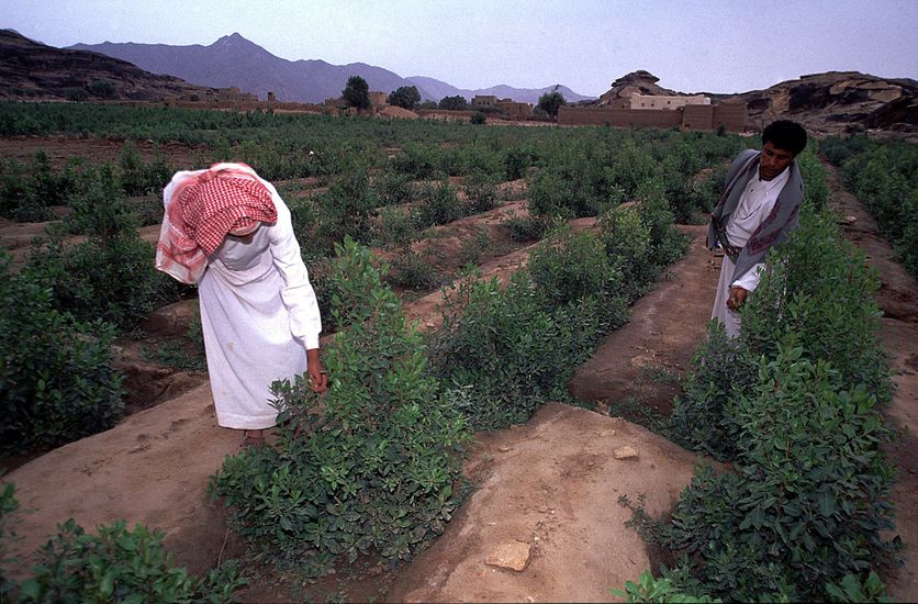 Cultivateur Qat 6