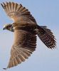 faucon falconide rapace diurne