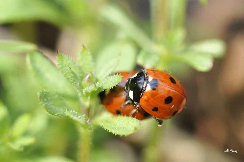 coccinelles-accouplement-13.jpg