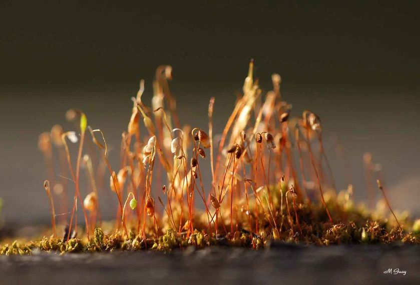 microcosmos-7553.jpg