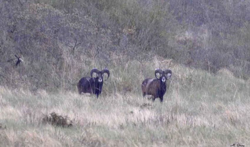 deux-males-rec-2274.jpg