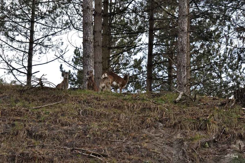 mouflons-bois-2193.jpg