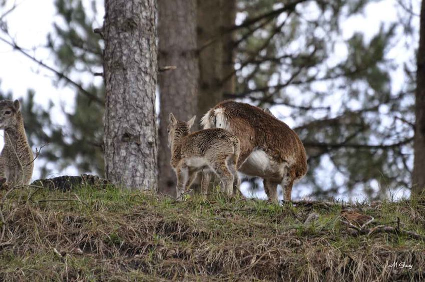 mouflons-bois-2194.jpg