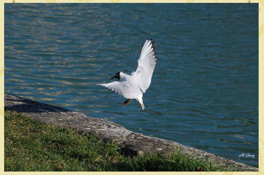 mouette-rieuse-1192.jpg