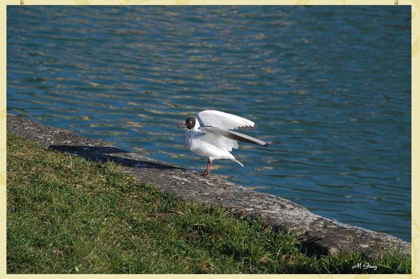 mouette-rieuse-1193.jpg