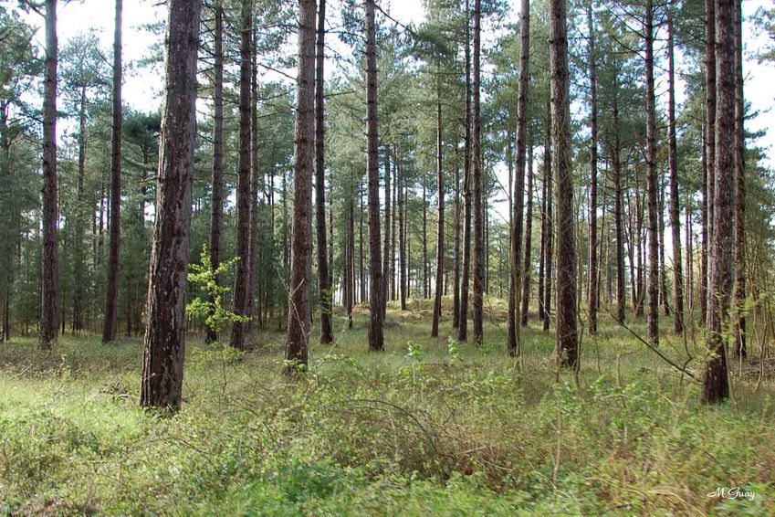sous-bois-8553.jpg