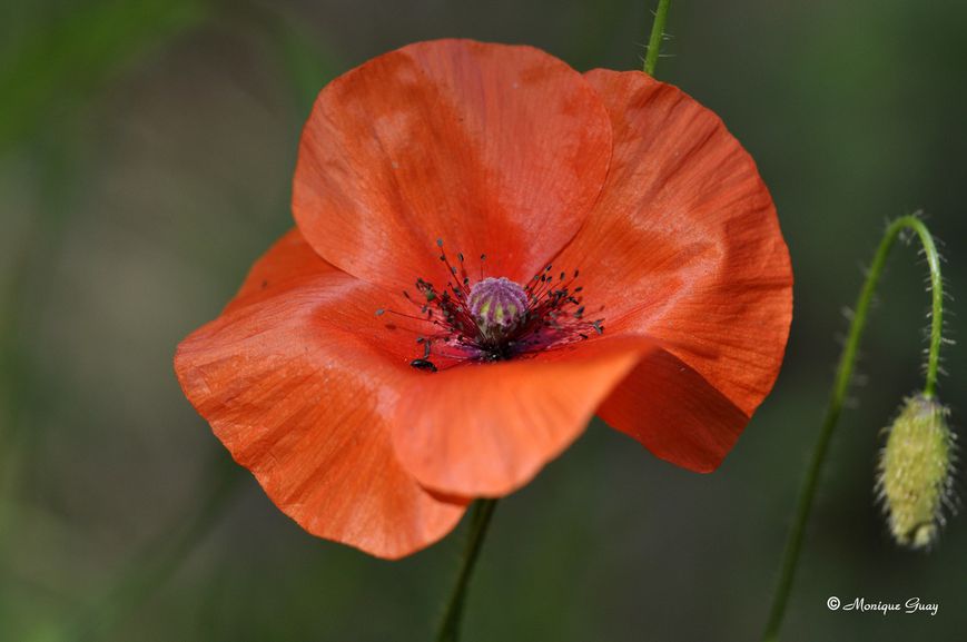 coquelicot-0326.jpg