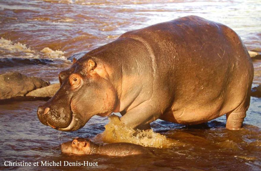 hippopotame-et-son-petit-18.jpg