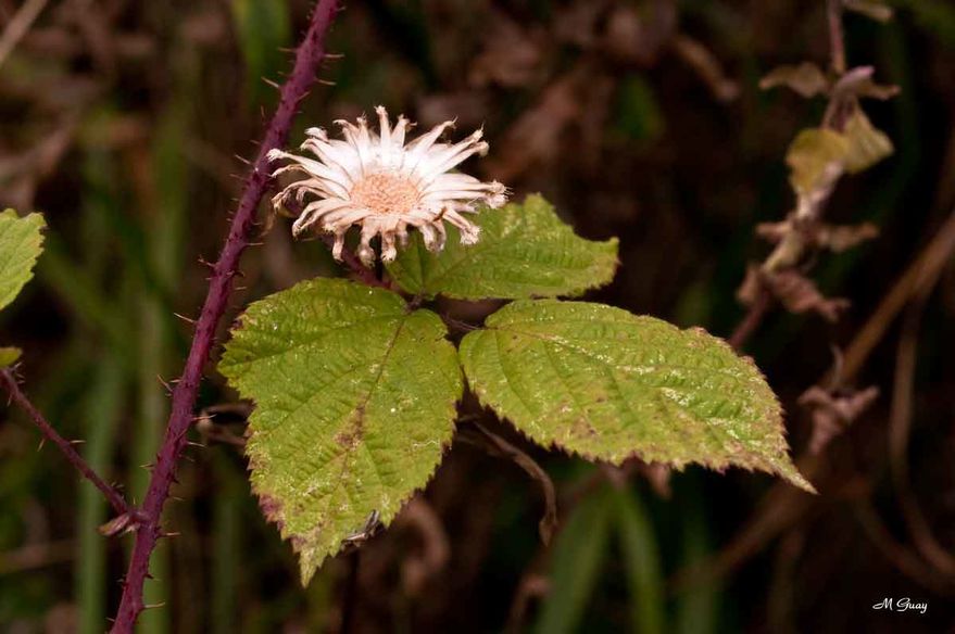 soleil-feuille-8547.jpg