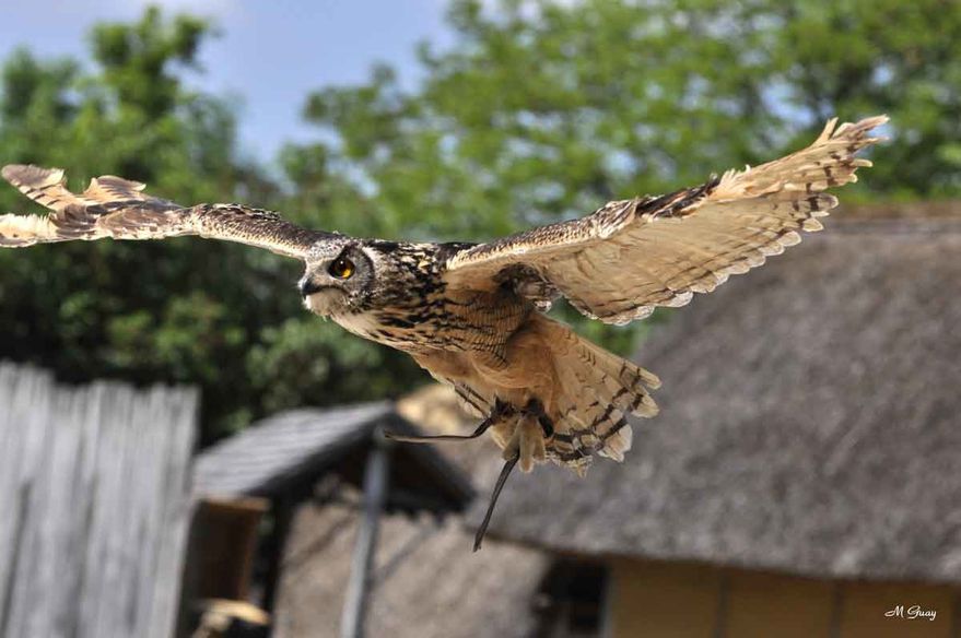 hibou-grand-duc-3927.jpg