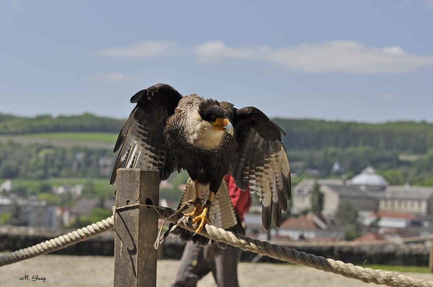 presentateur-rapace-4011.jpg