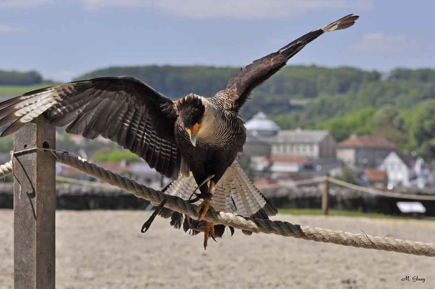 presentateur-rapace-4013.jpg
