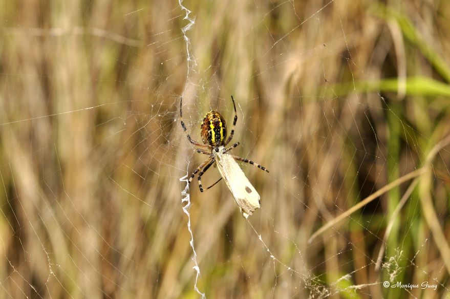 araignee-et-papillon-2481.jpg