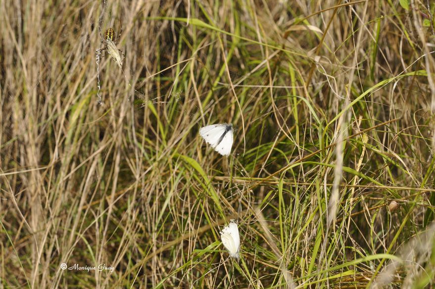 papillons-de-loin-2475.jpg