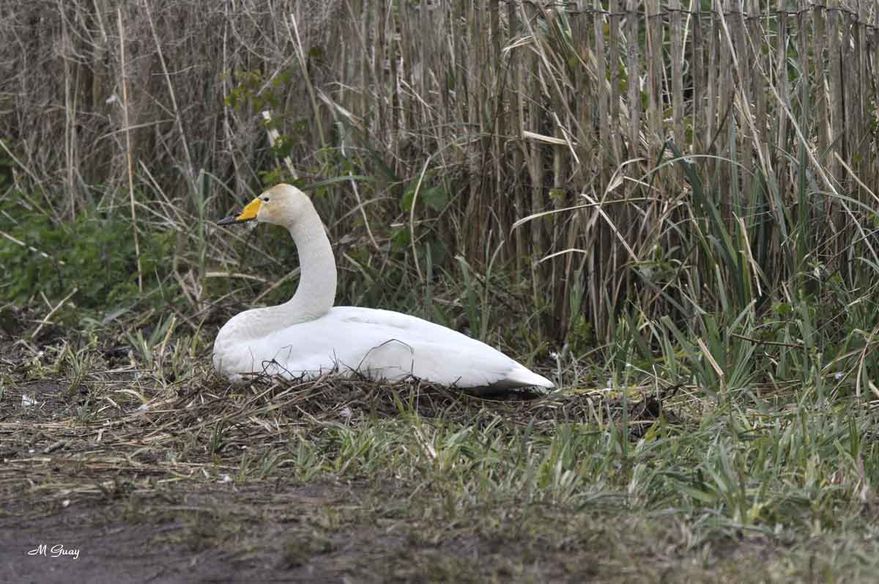 cygne-chanteur-nid-2848