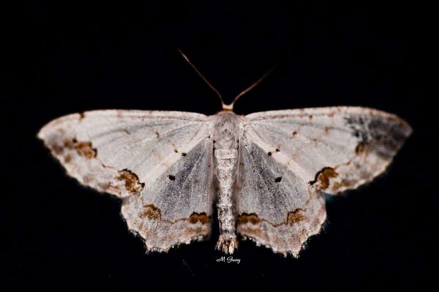 papillon-blanc-8820.jpg