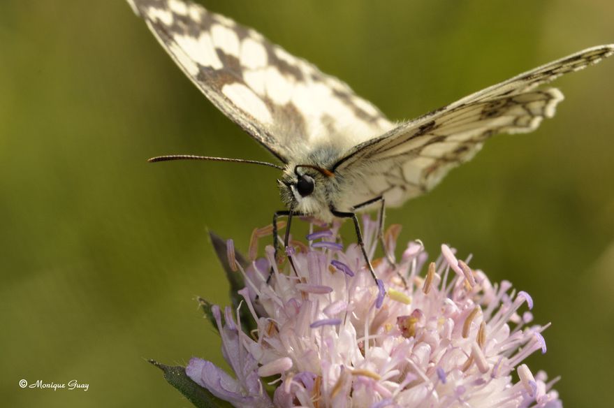 papillon-demi-deuil-9789.jpg