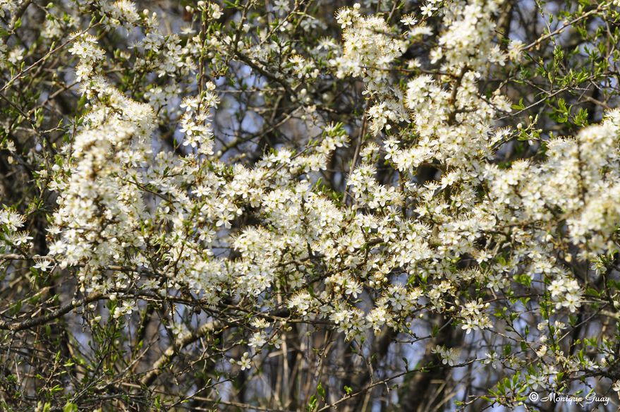 fleurs-blanches-6065.jpg