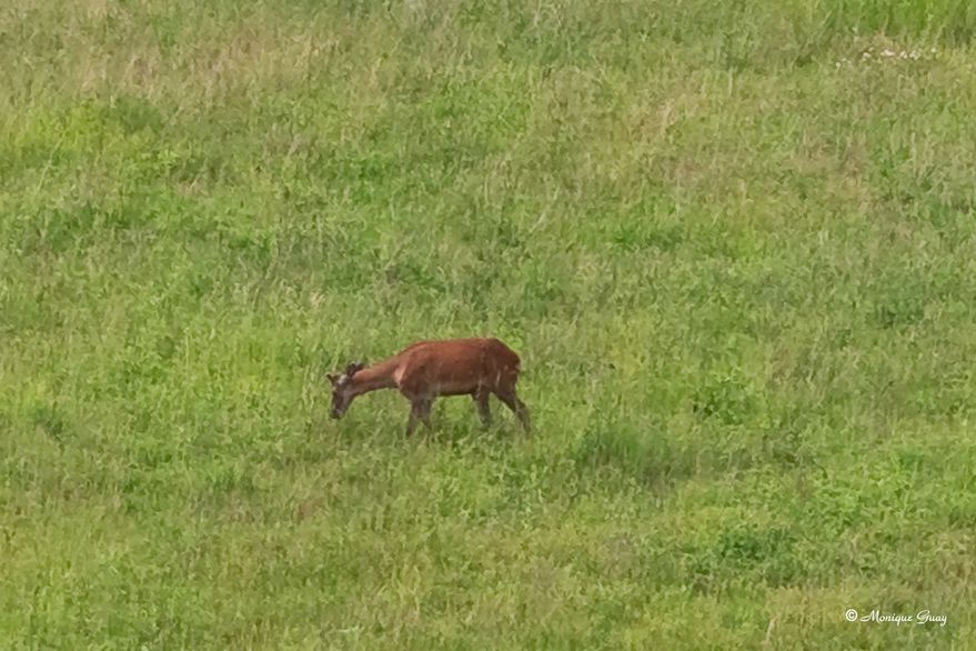 chevreuil-broutant-9095.jpg