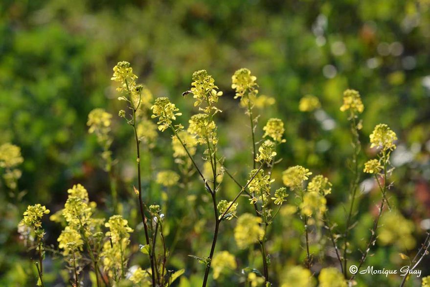 fleurs-jaunes-3234.jpg