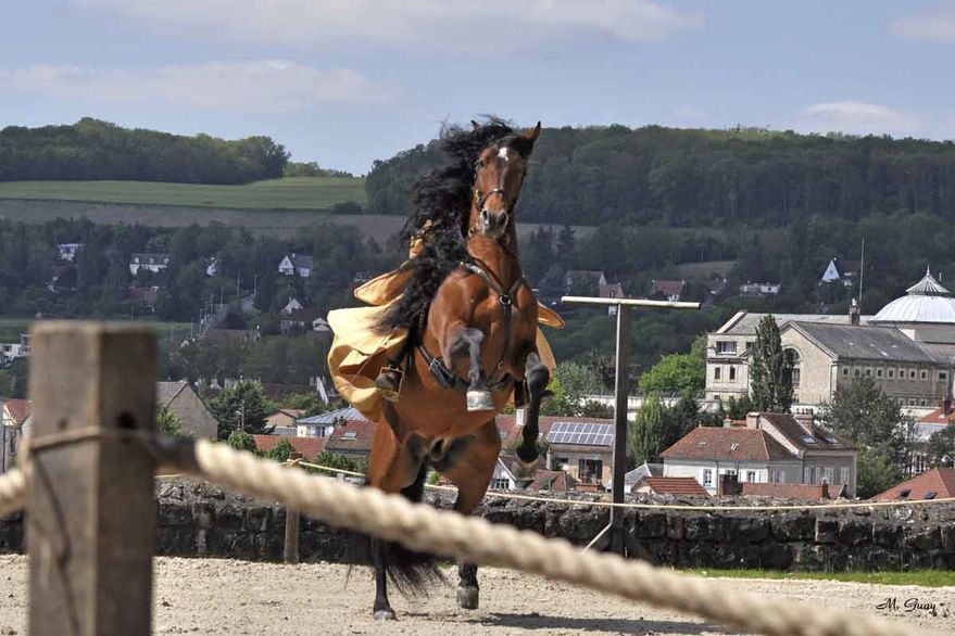 cheval-cabre-3815.jpg